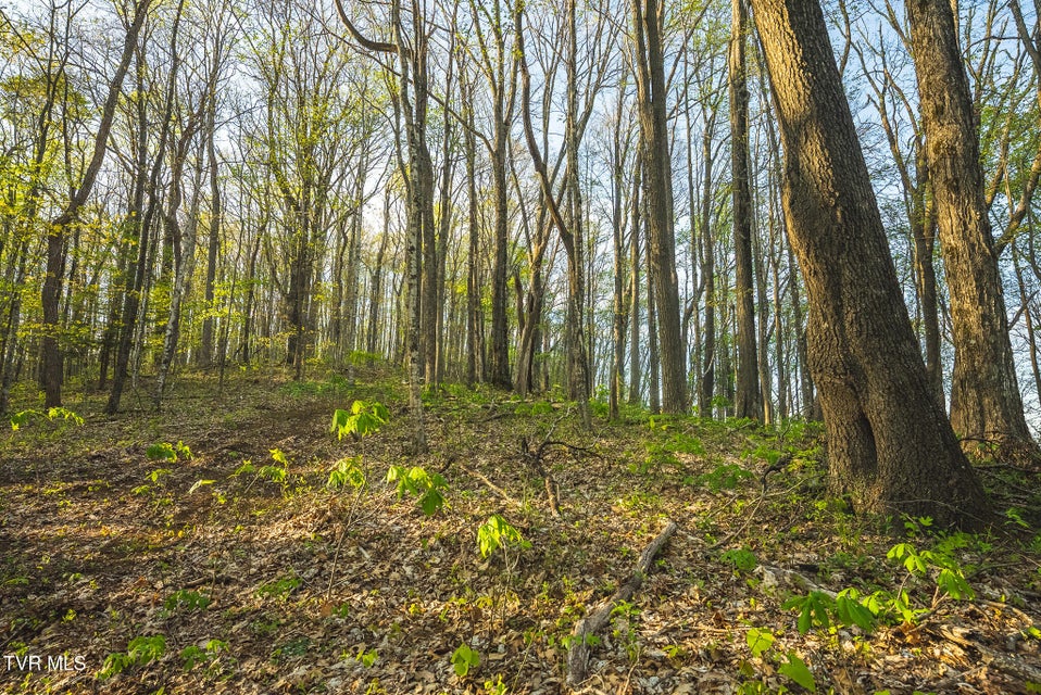 Photo #26: Tbd Gentry Mountain 