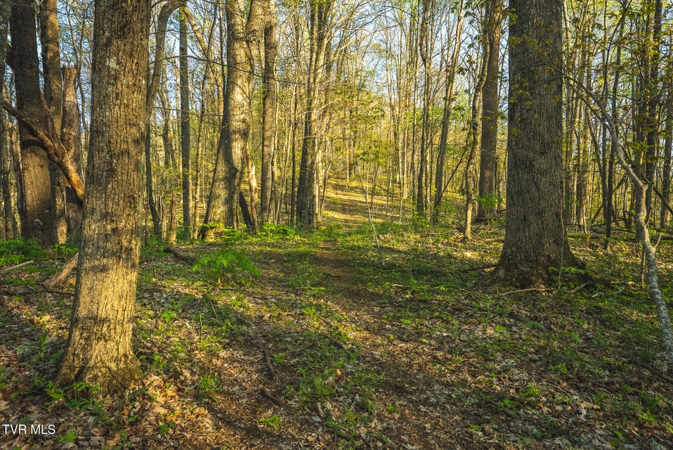 Photo #27: Tbd Gentry Mountain 