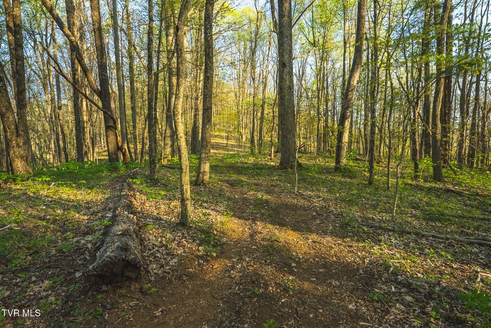 Photo #28: Tbd Gentry Mountain 