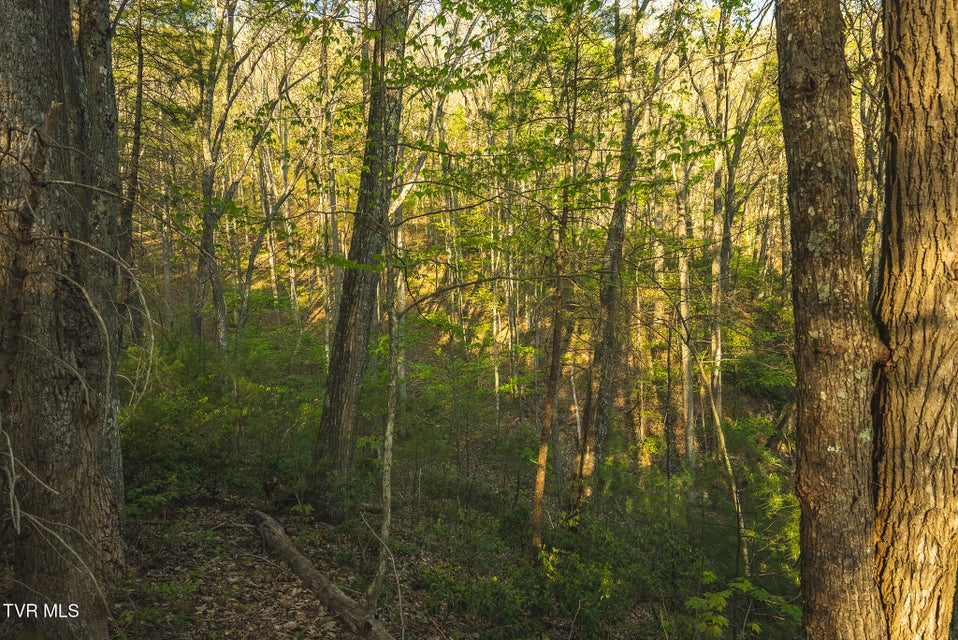 Photo #33: Tbd Gentry Mountain 