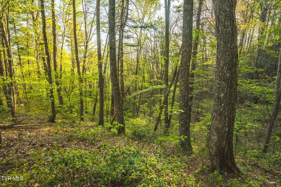 Photo #35: Tbd Gentry Mountain 