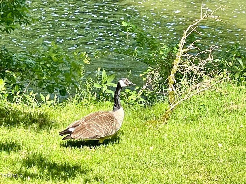 Photo #58: 105 Copper Creek Road