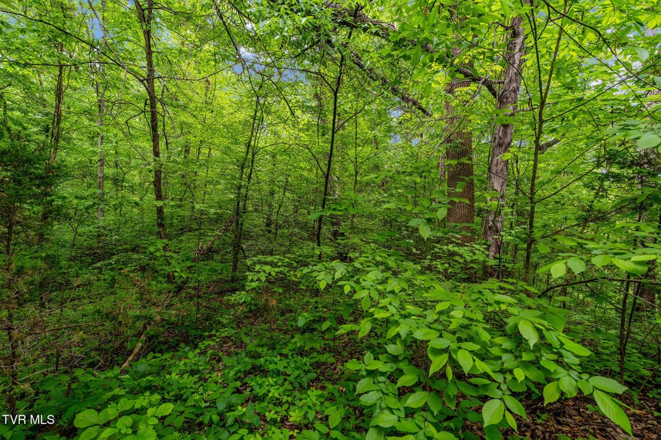 Photo #15: Tbd Wattenbarger Gap Road