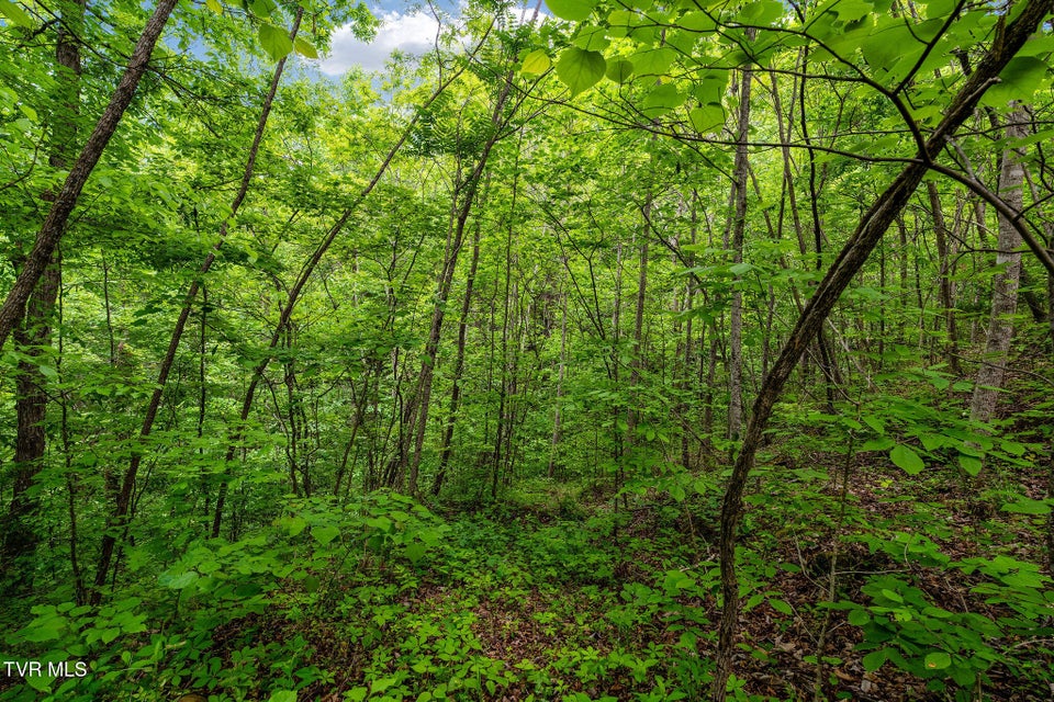 Photo #16: Tbd Wattenbarger Gap Road
