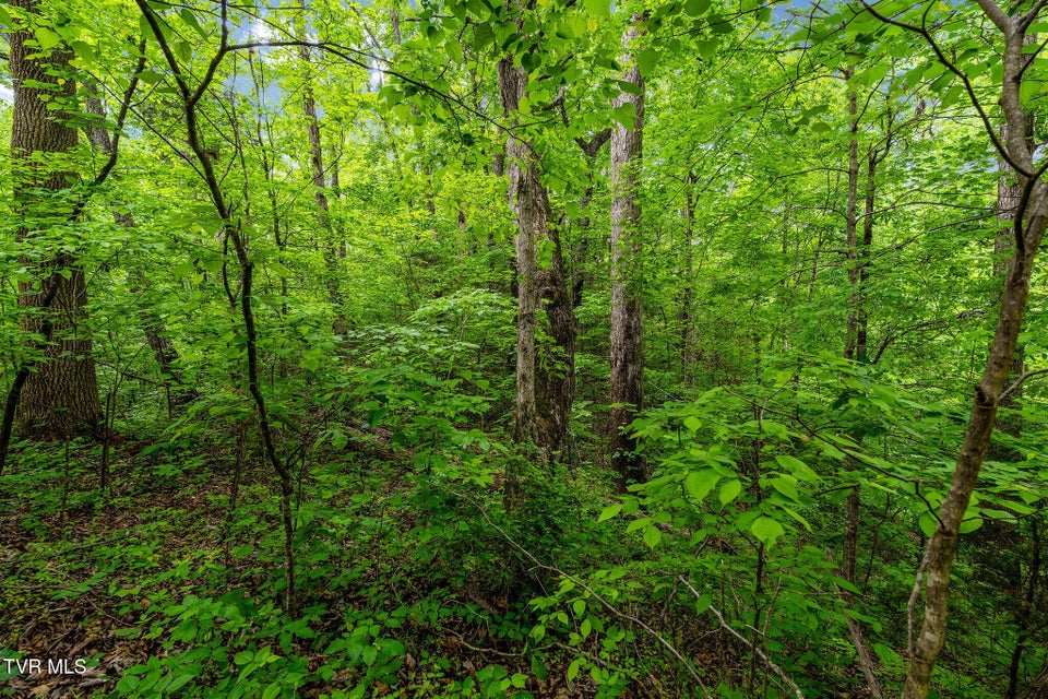 Photo #17: Tbd Wattenbarger Gap Road