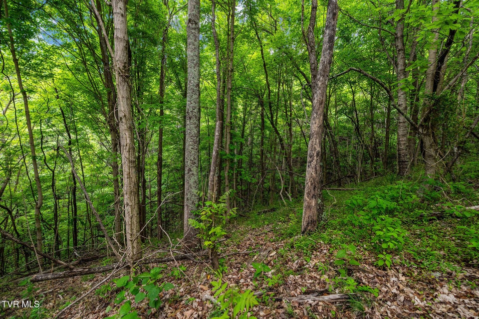 Photo #19: Tbd Wattenbarger Gap Road