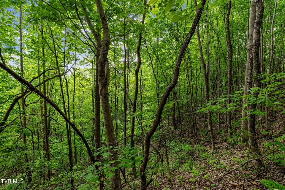 Photo #22: Tbd Wattenbarger Gap Road