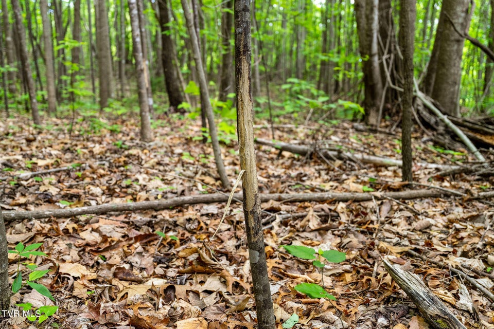 Photo #28: Tbd Wattenbarger Gap Road