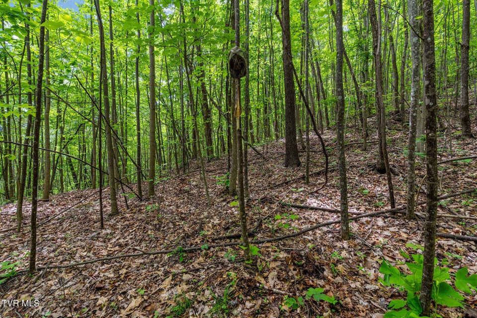 Photo #30: Tbd Wattenbarger Gap Road
