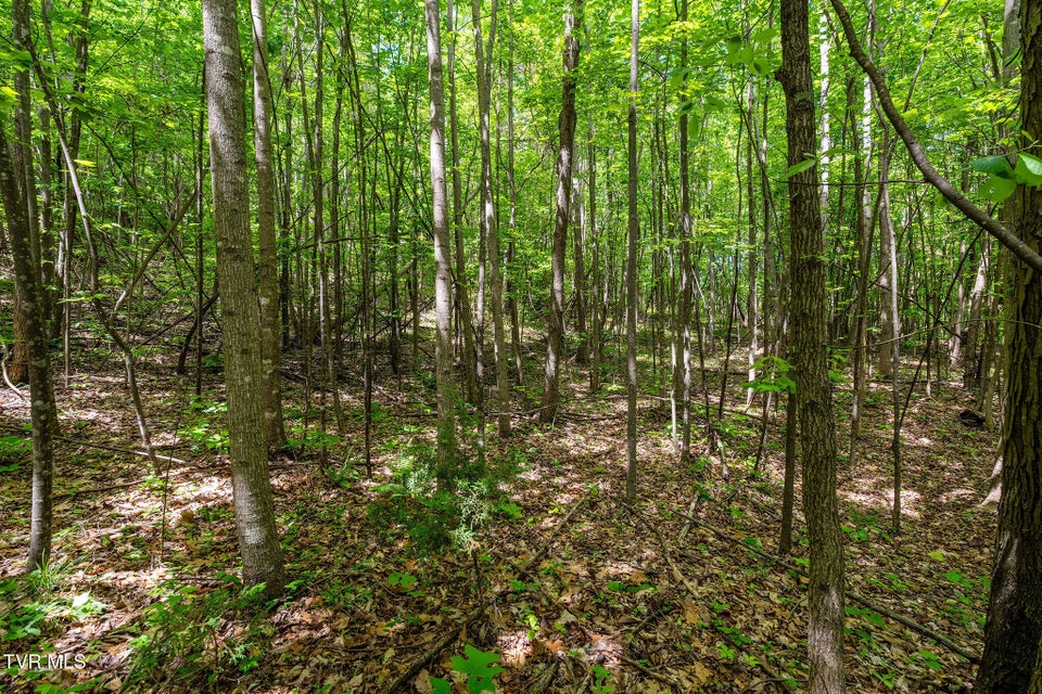 Photo #31: Tbd Wattenbarger Gap Road