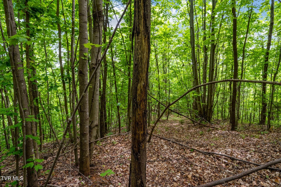 Photo #37: Tbd Wattenbarger Gap Road