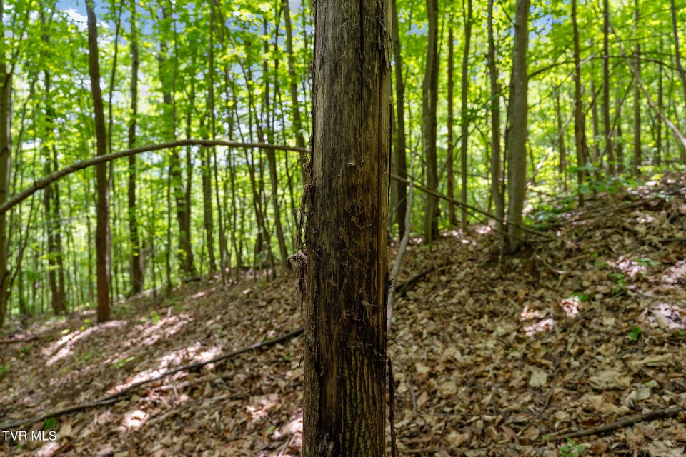 Photo #38: Tbd Wattenbarger Gap Road