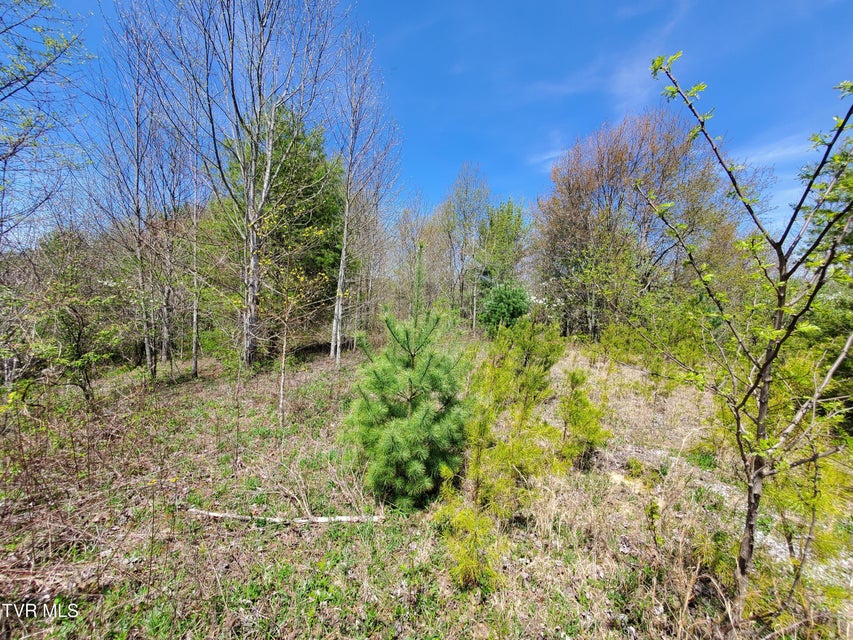 Photo #14: Lot 27 Blue Grass Road