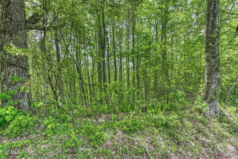 Photo #12: 162 Murph Potter Lane