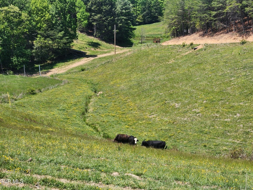 Photo #47: 5200 Greene Mountain Road