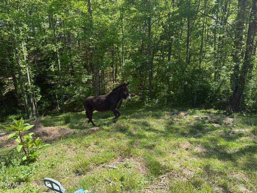 Photo #18: 12432 Crab Orchard Road