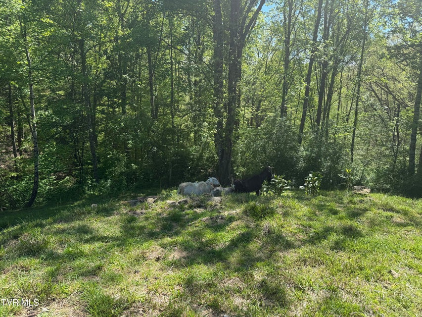 Photo #21: 12432 Crab Orchard Road