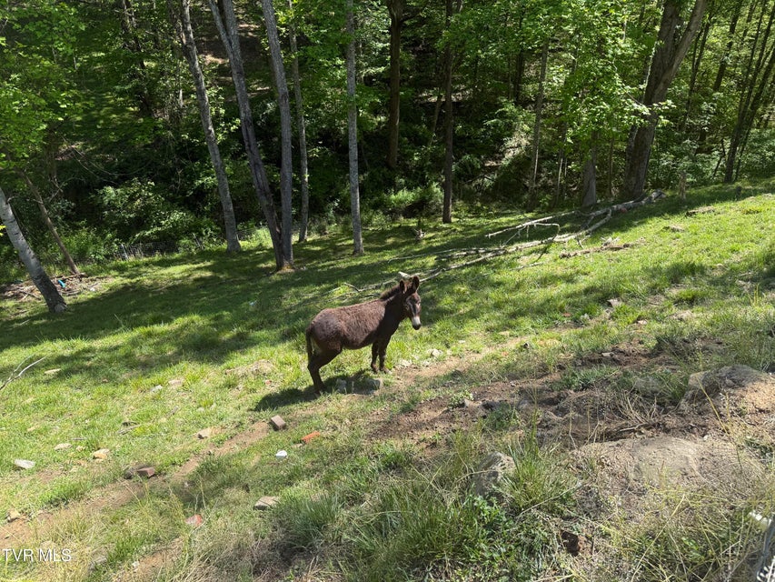 Photo #23: 12432 Crab Orchard Road