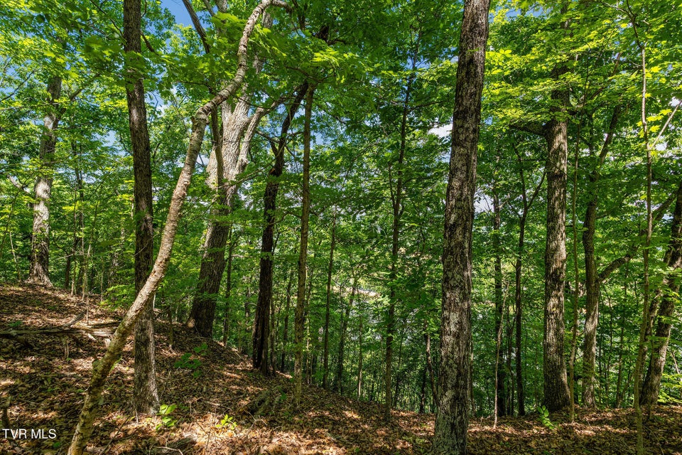 Photo #39: 340 Melinda Ferry Road