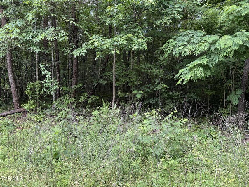 Photo #9: Tbd Obes Branch Road