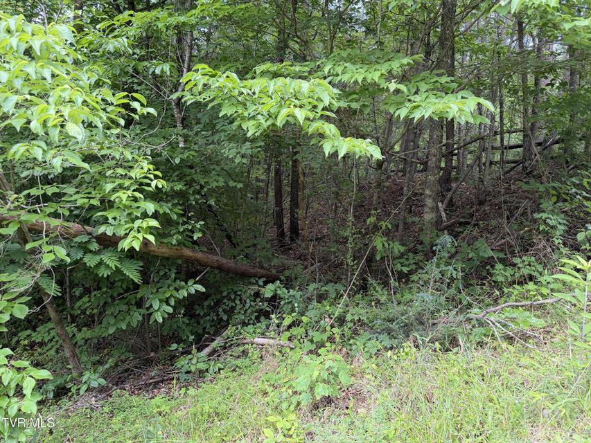 Photo #10: Tbd Obes Branch Road