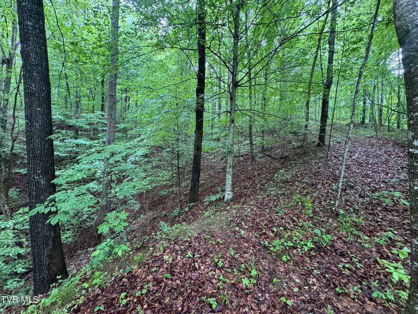 Photo #28: Tbd Boozy Creek Road