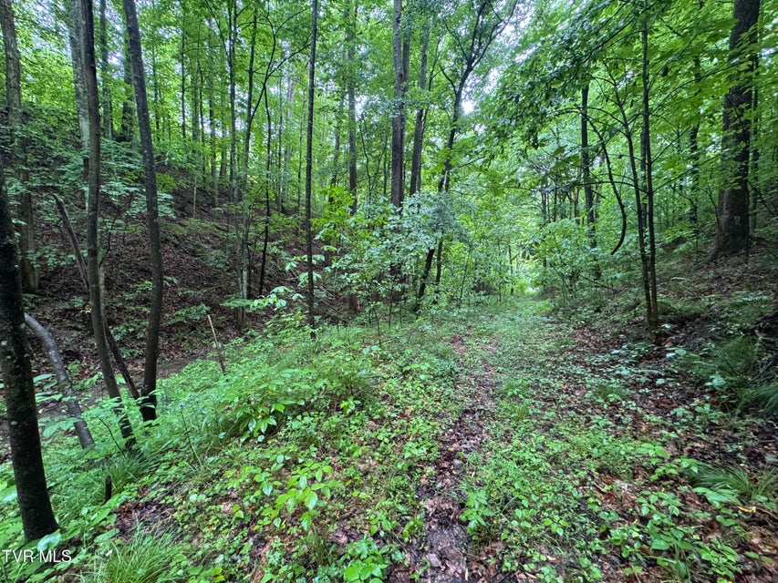 Photo #29: Tbd Boozy Creek Road