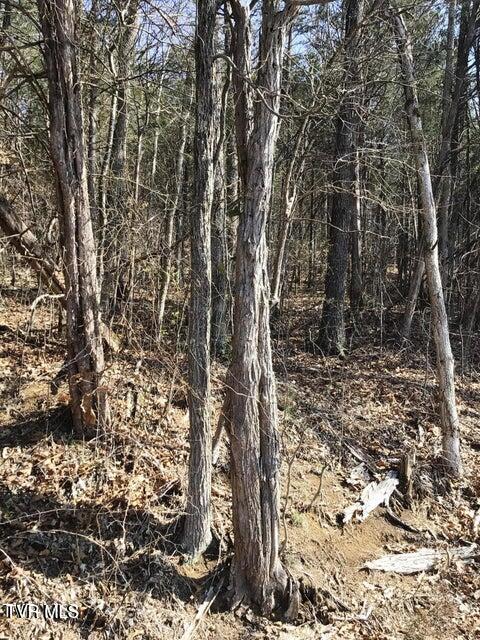 Photo #7: 8.24 Ac Andrew Johnson 