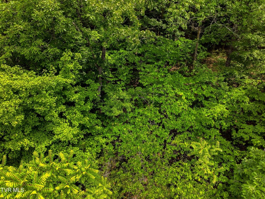 Photo #6: Lot 110 Eagles Ridge