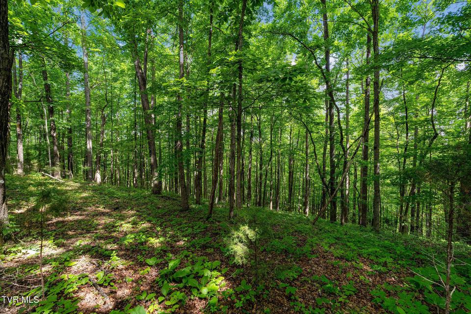 Photo #25: 393 Holt Ridge Road