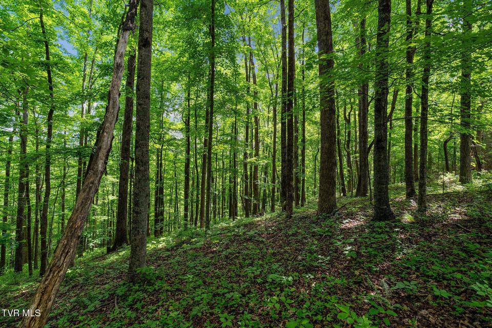 Photo #26: 393 Holt Ridge Road