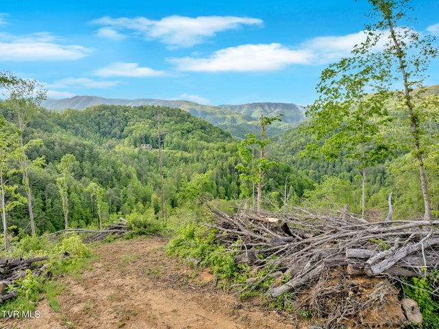 1st photo of 59.8 Acres Willis Cove Road